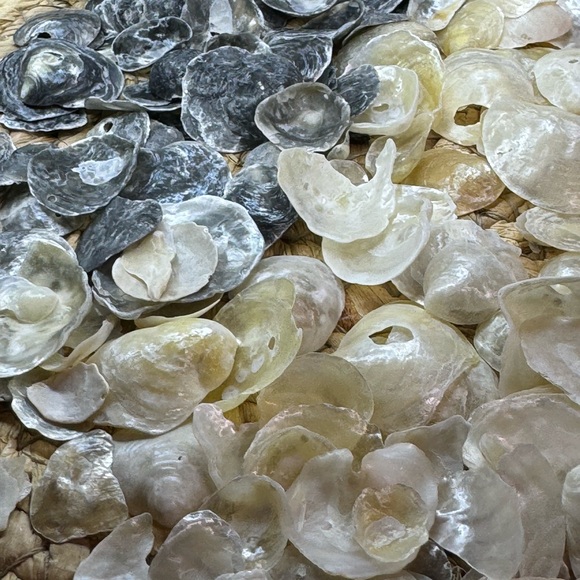 REAL HAND PICKED FLORIDA JINGLE SHELLS SEASHELLS DIY CRAFTING CRAFTS MIXED LOT - Picture 11 of 16